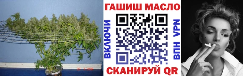 omg онион Чадан ТГК концентрат